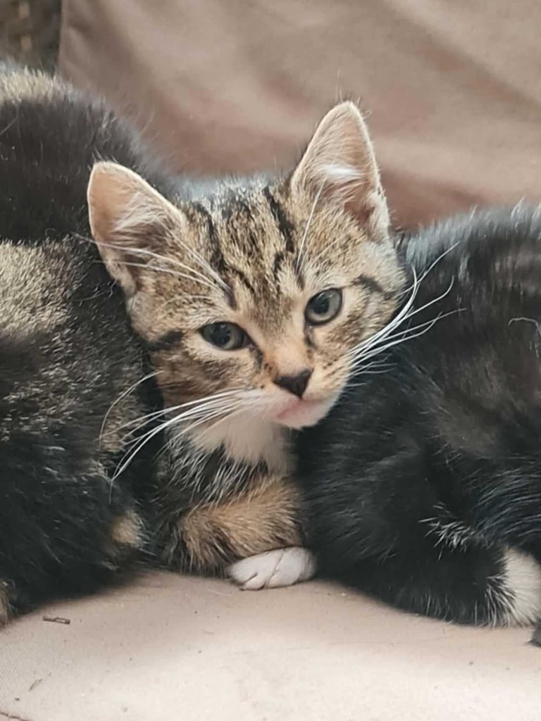 2 months old kittens