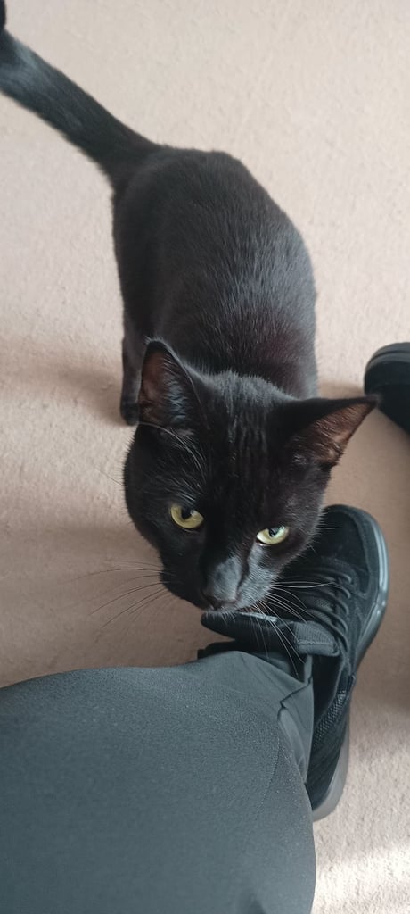 3 year old mate cat chipped and neauted 