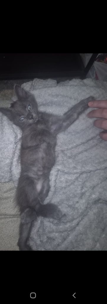 Unique Grey and brown kitten
