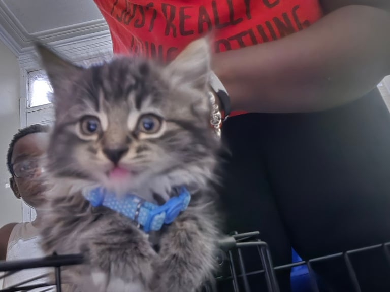 image for Cats for Sale