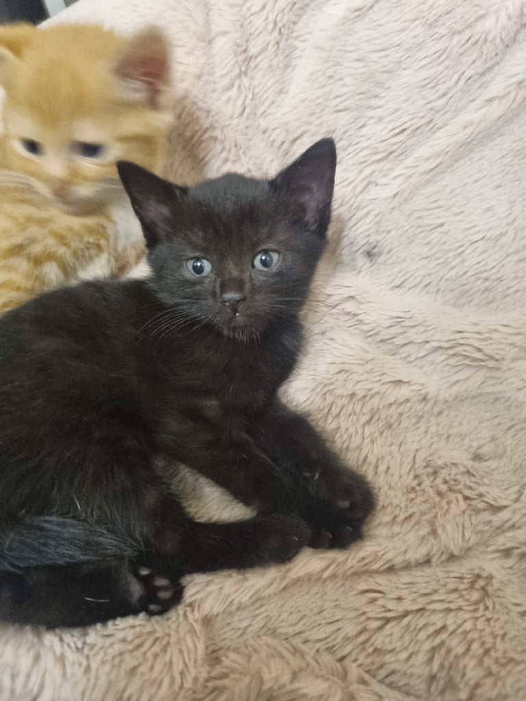 Black cross bengal kitten 