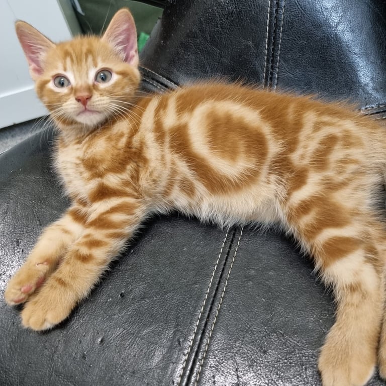 Little Kitty  - a Boy