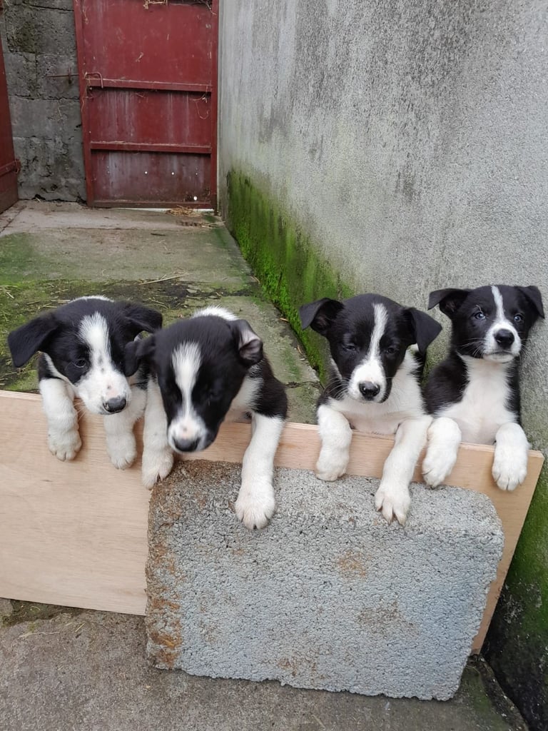 Border Collie Italian Greyhound Papillon Mix Dark Italian