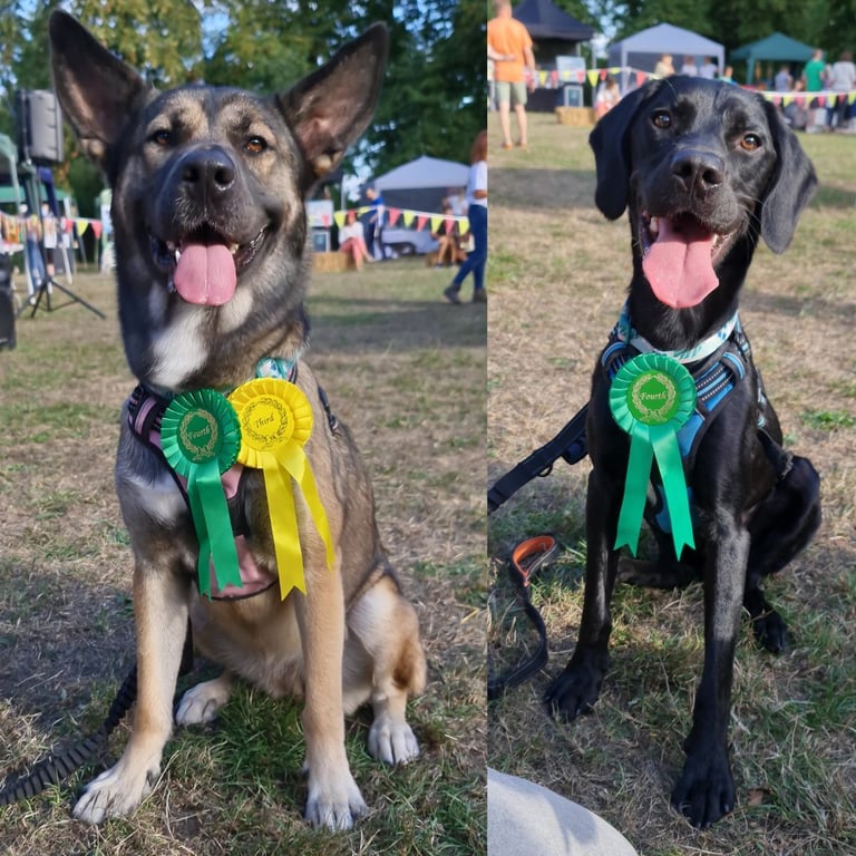 Cane corso x Alaskan malamute x Springador 