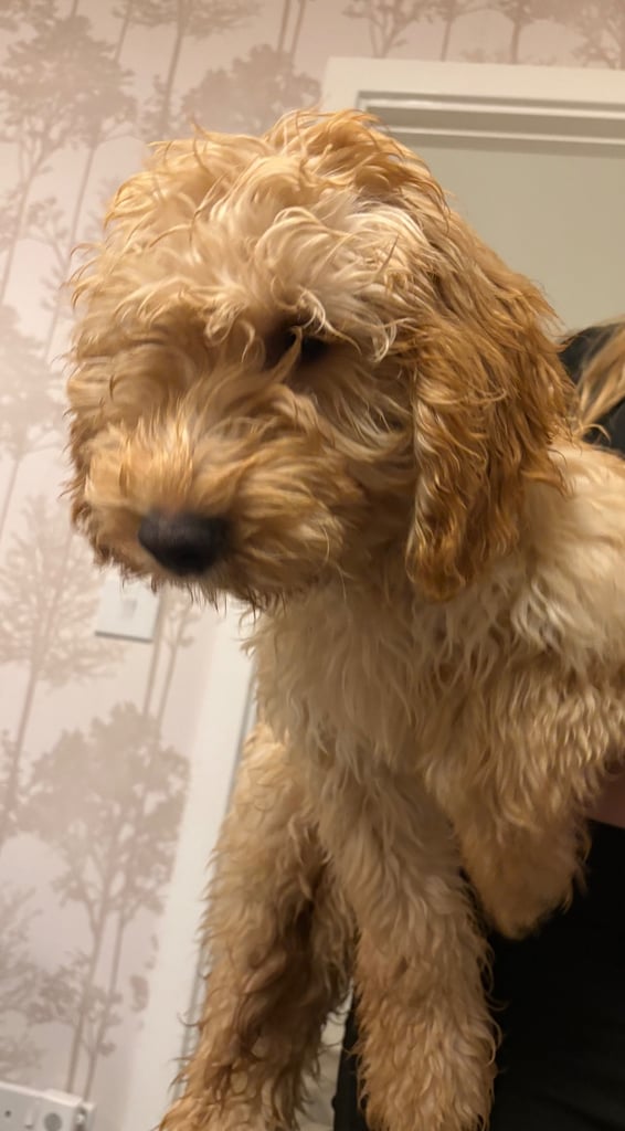 Fully vaccinated 16 week old f1 male cockapoo 