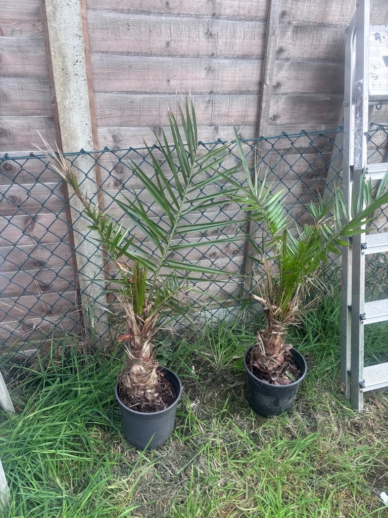 Two palm trees 