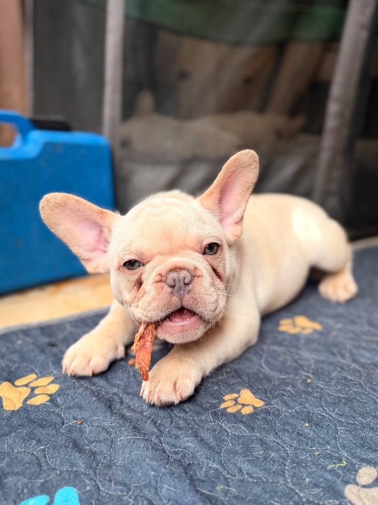 Beautiful White Frenchies READY NOW