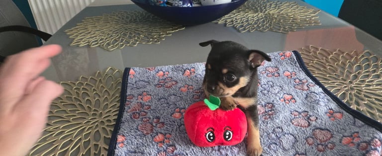 Chihuahua Puppies