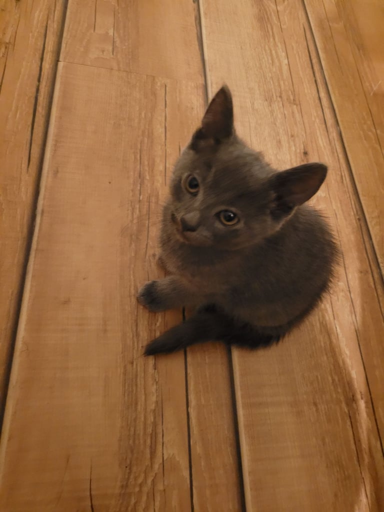 3 Ragdoll maine-coon x Blue Russian kittens ready to go. £350