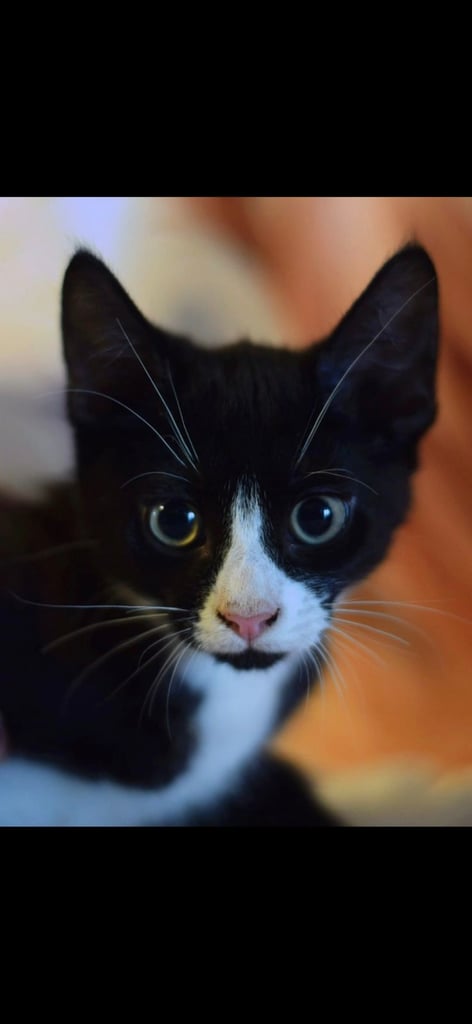 British short hair  x Russian blue 