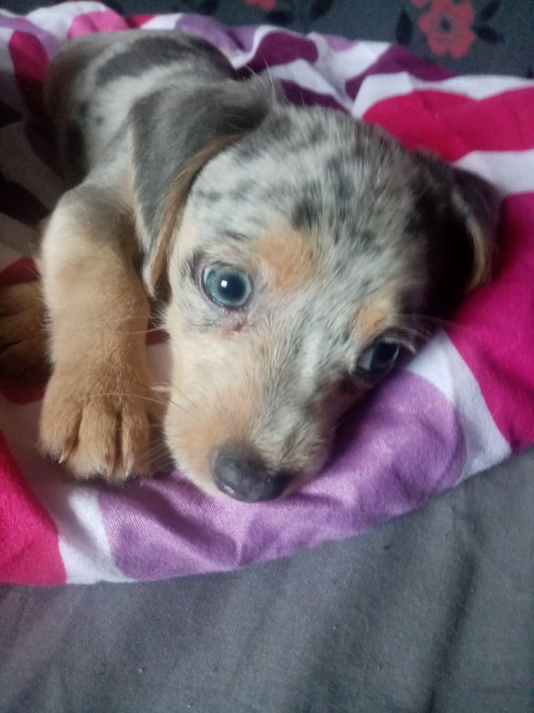 Dachshund miniture