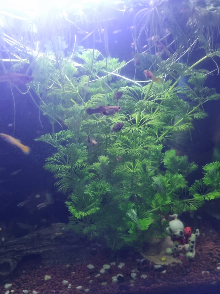 Guppies for sale 