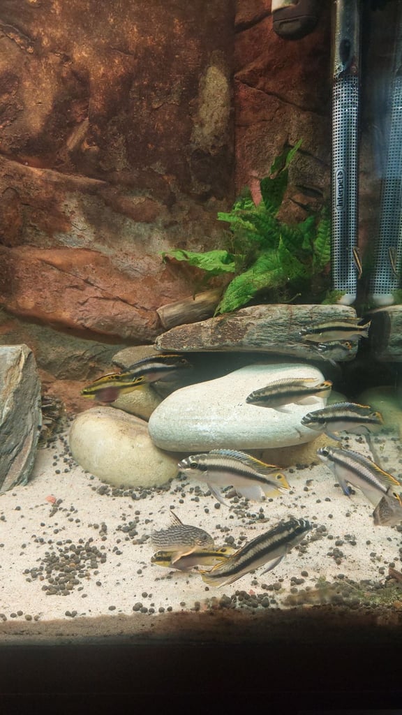Juwel fish tank 