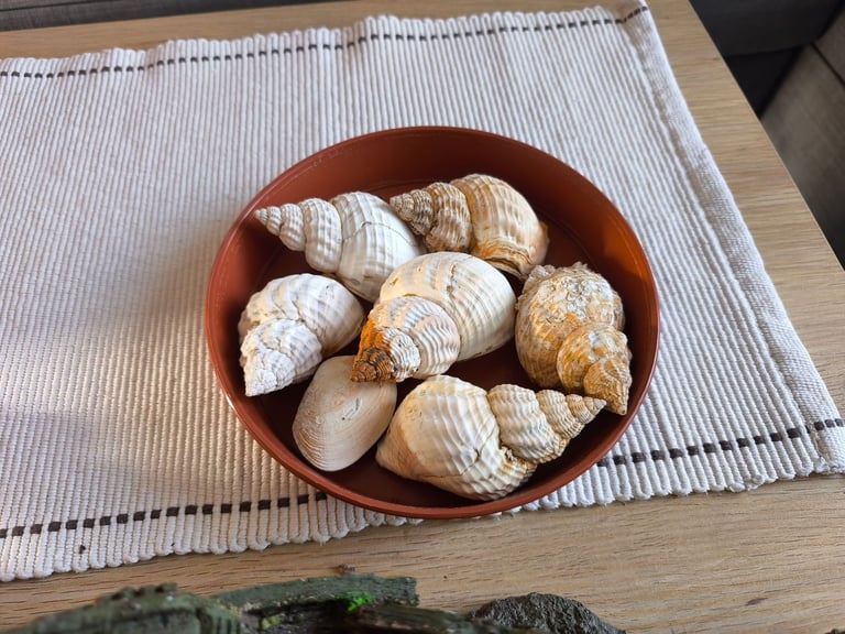 🐠 Complete 100L Aquarium with Light, Filter & Decorations – Ready to Use!