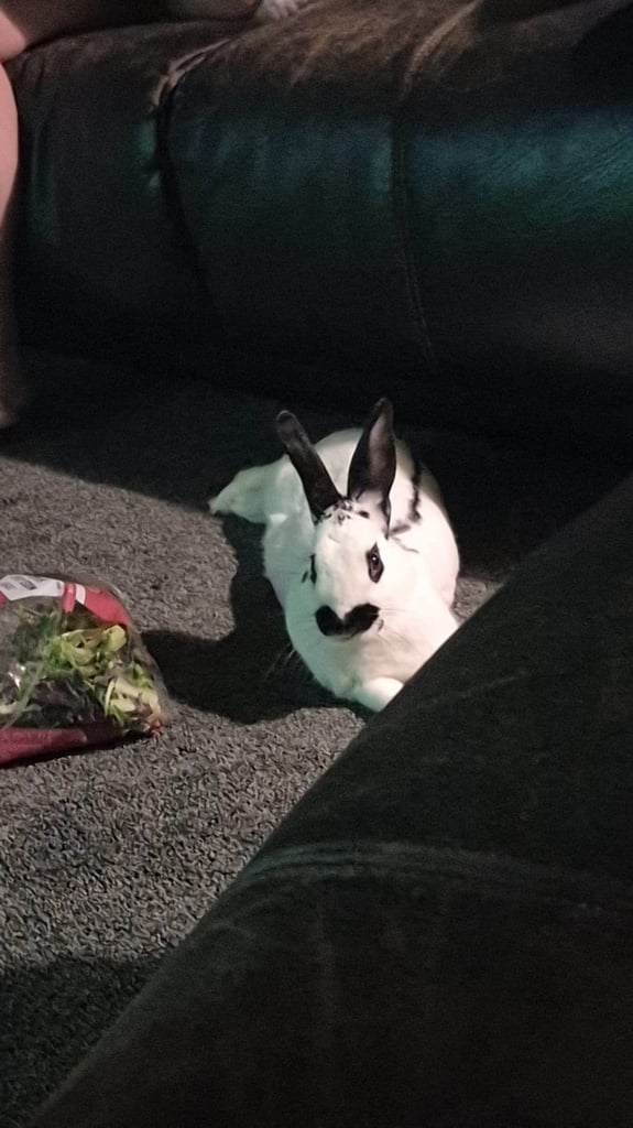 Neutered male rabbit 