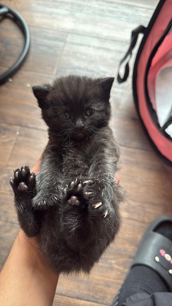 Half British short hair Kittens 