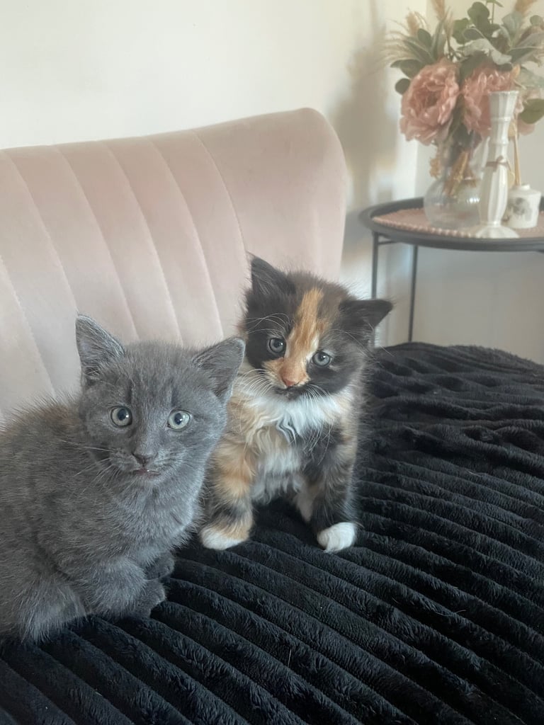 Grey kittens reserved 