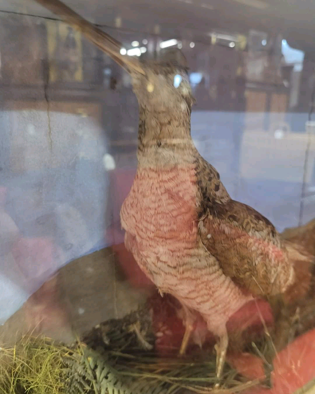 Taxidermy Pheasant and Woodcock in Glass Case.