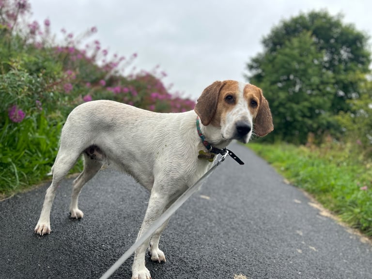 Female fox hound (unsprayed) for sale 