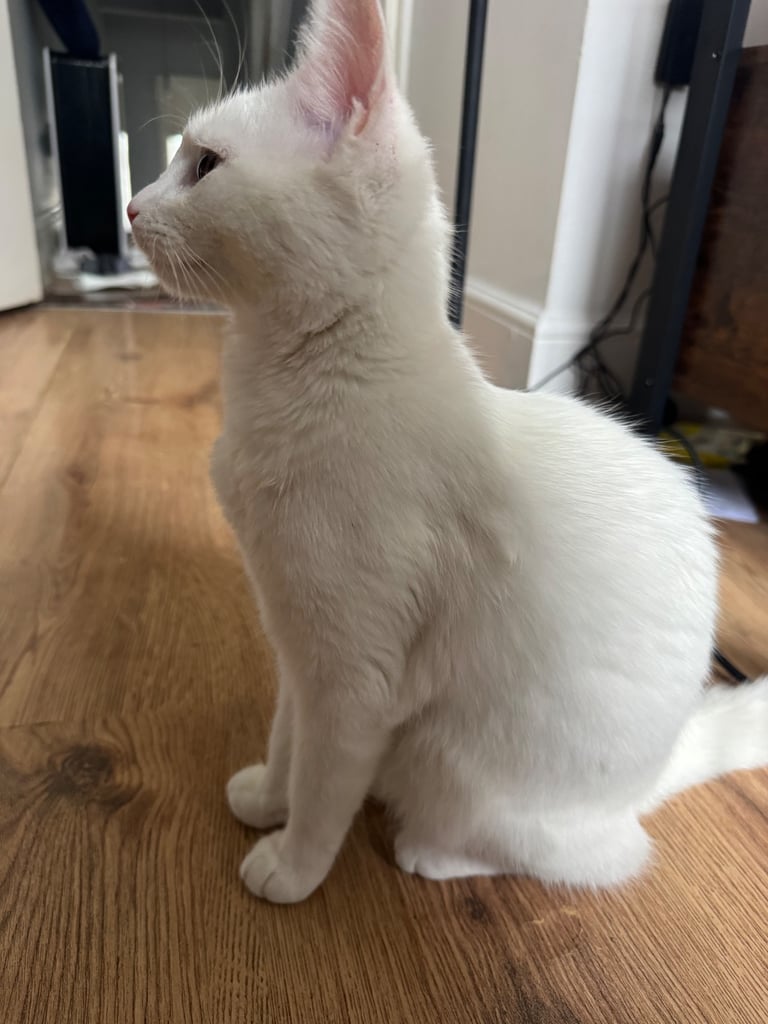 6 months old white kitten 