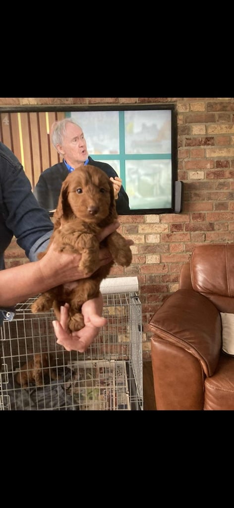 Cockapoo puppies 