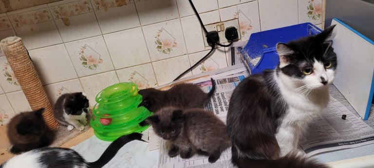 Kittens  8 weeks old ready to go 