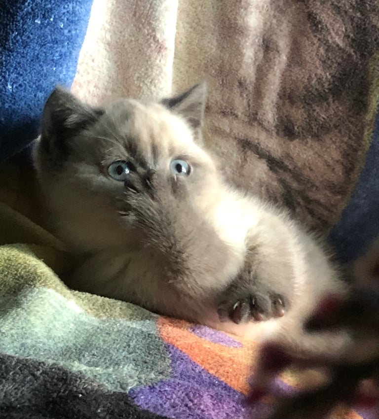 Gorgeous Colourpoint BSH kittens 