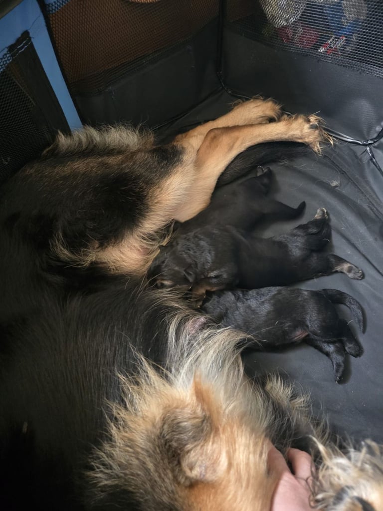 1 week old German shepherd's 