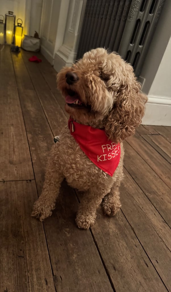 7 Year Old Cockapoo