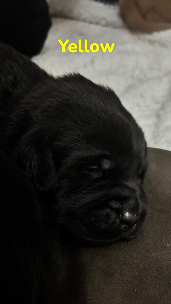 3 black KC Labradors available 