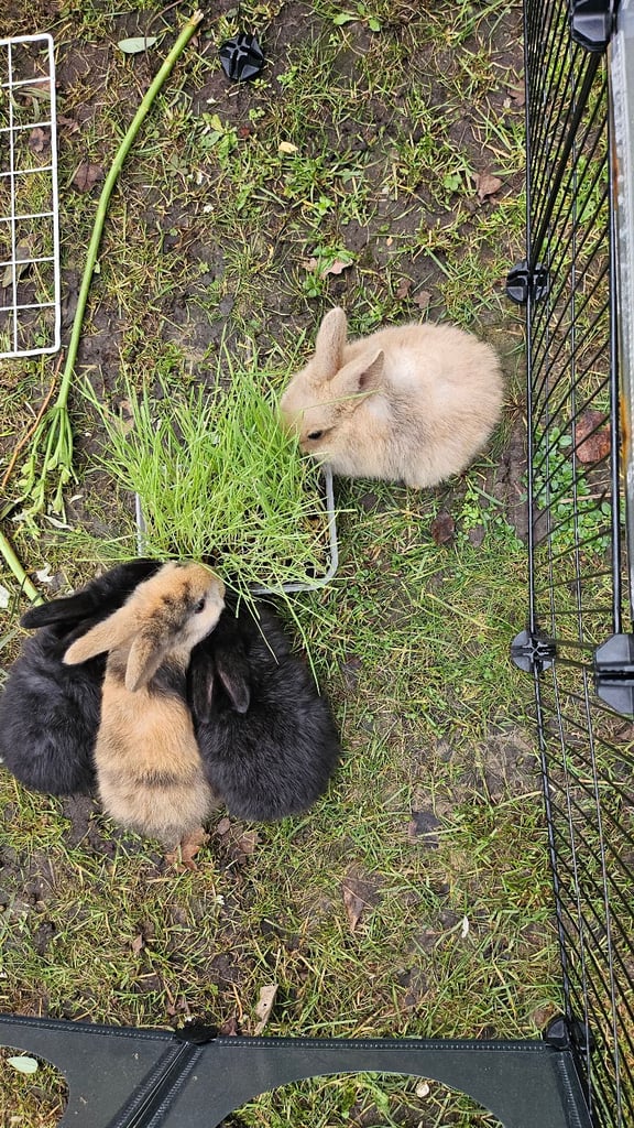 3 month old baby rabbits looking for a spacious loveing home x