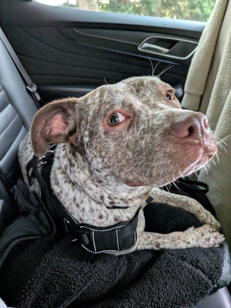 11 month old staff cross boxer