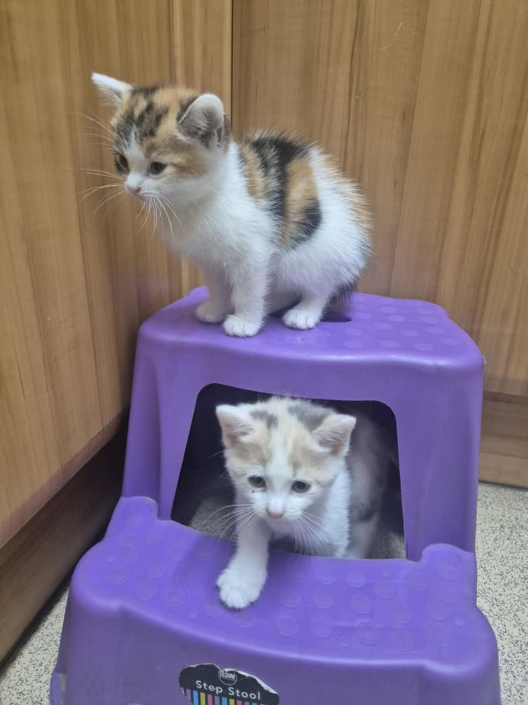2 female kittens 