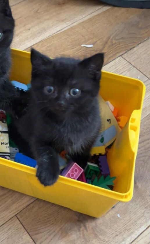 Adorable Black British Shorthair Kitten Looking for a Loving Home.
