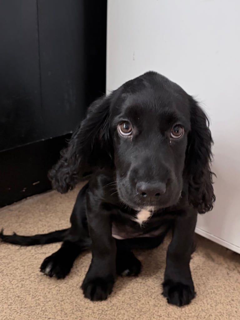 12 week old cocker spaniel puppy
