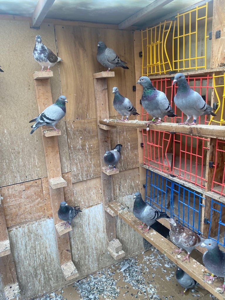 Pigeons For sale