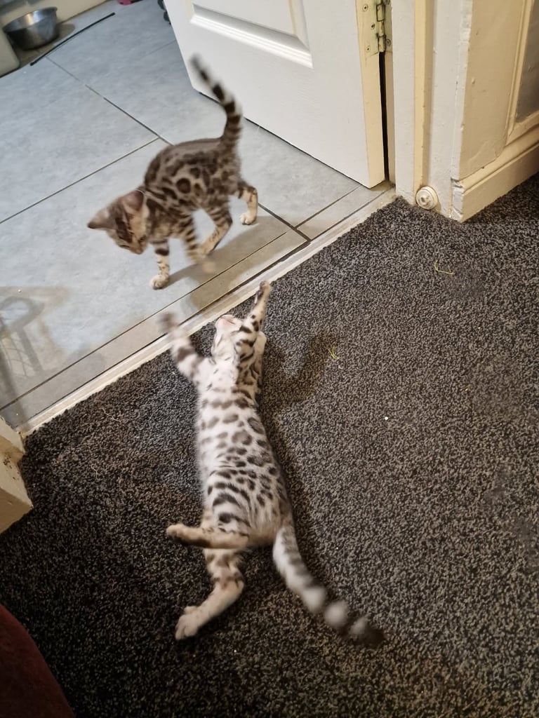 Silver bengals 