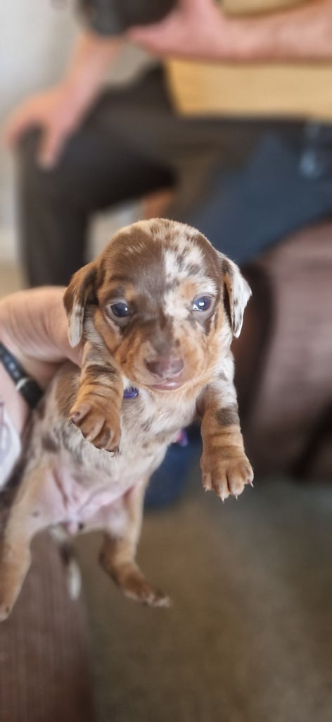 Dachsund puppies