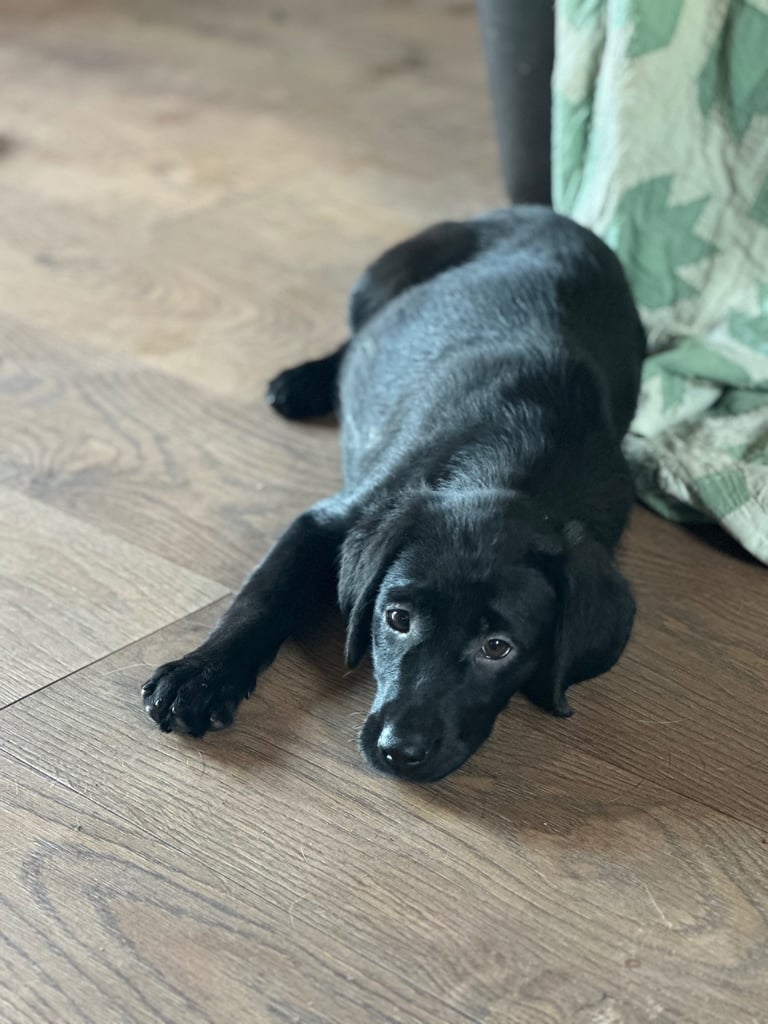 🐾 Labrador Puppies for Sale - Golden, Chocolate & Black