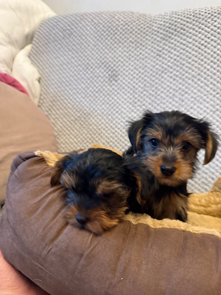 Stunning Yorkshire Terriers for sale