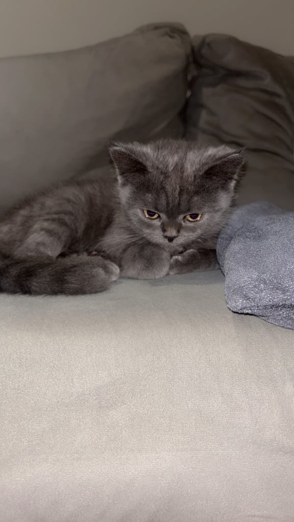 British Short Hair Beautiful grey kitten 