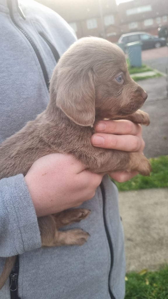 Dachshunds miniature poppies Liverpool