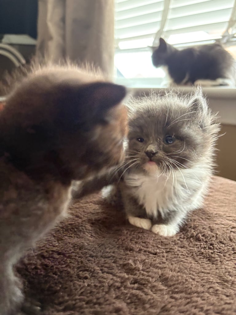 Beautiful Russian blue x British shorthair kittens 