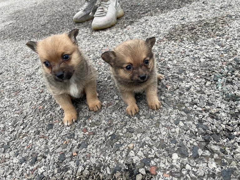 Toy Pomeranian puppies