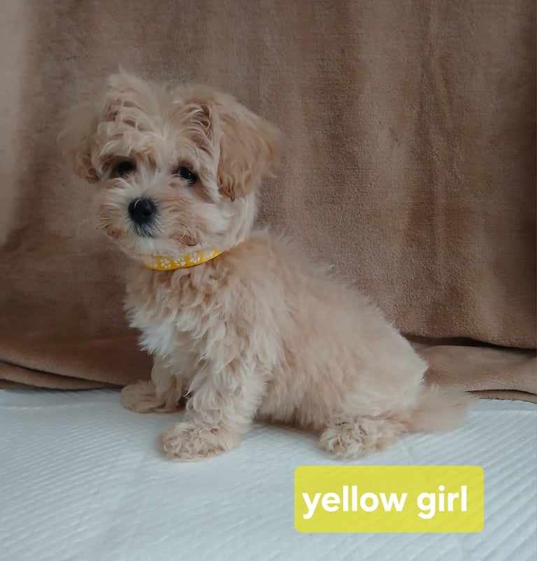 Stunning maltipoo pups 