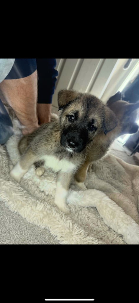 image for Akita/Belgium malinois 