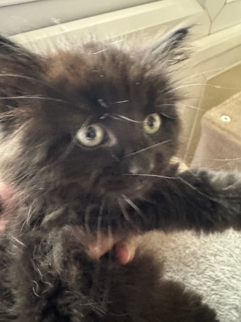 Black Fluffy Kitten