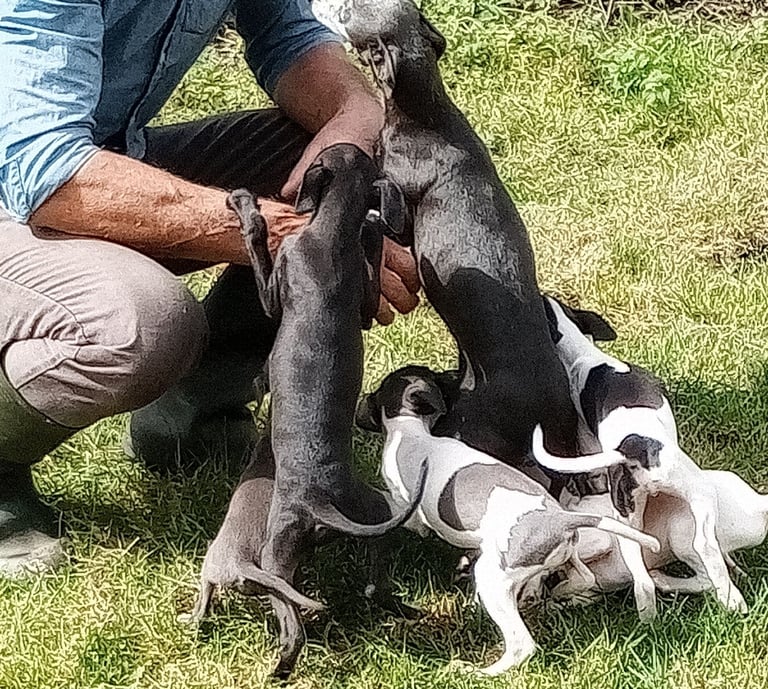 Italian greyhound puppies 