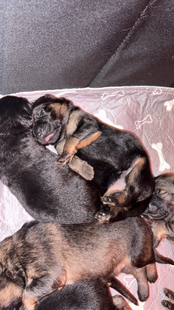 German Shepard puppies for sale 