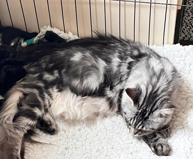 Maincoon x domestic  kitten